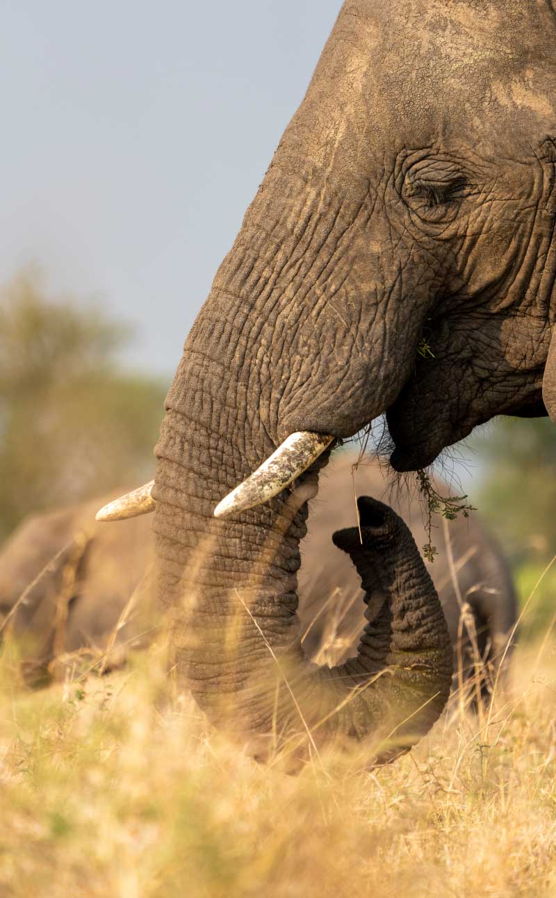 3 Days Taste of Tanzania Safari