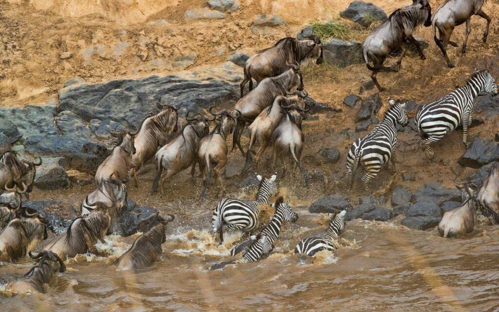 The Great Wildebeest Migration