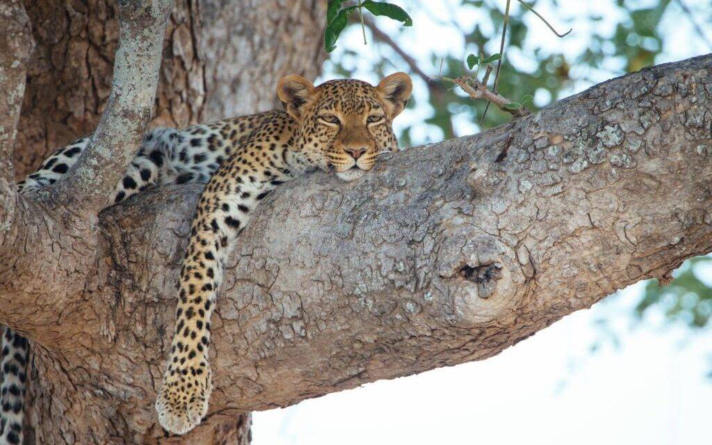 The Best Places to Spot Big Five in Tanzania