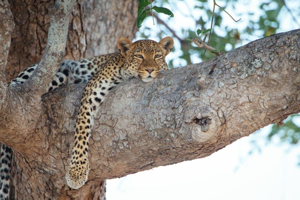 Big five animals Tanzania