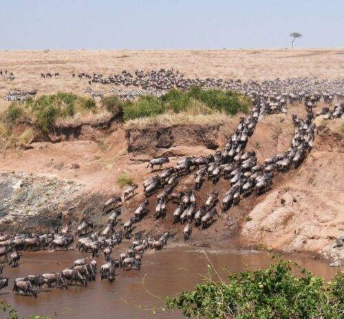 The Great Wildebeest Migration