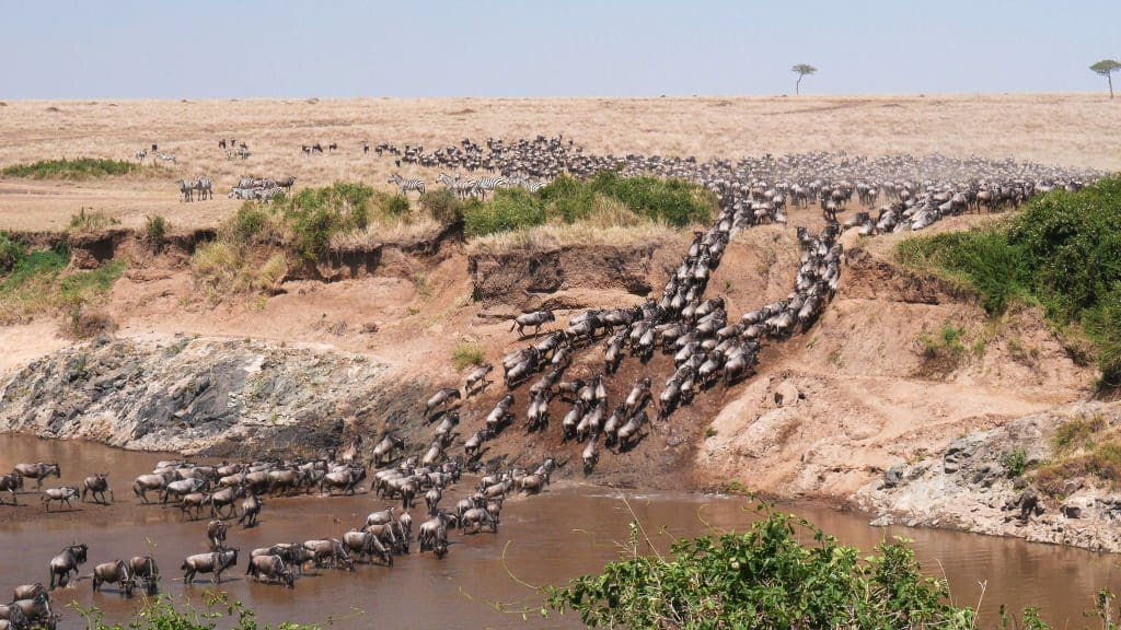 The Great Wildebeest Migration
