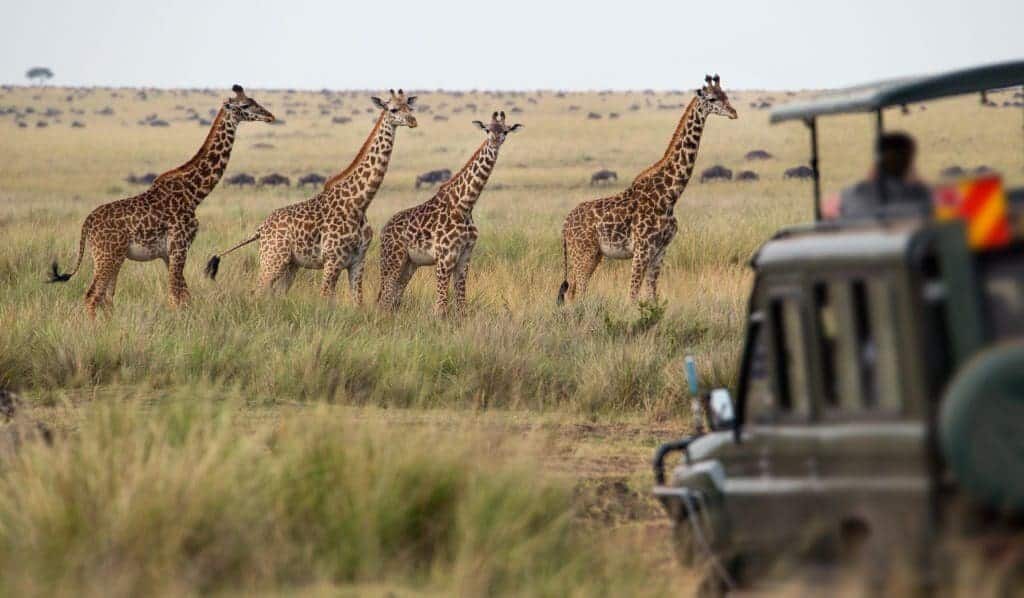 Tanzania Safari cost