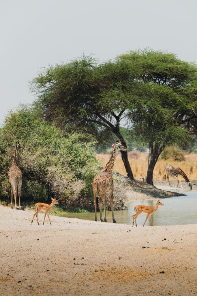 Group of giraffes and antelopes refreshing by the lake in Tarangire National park, Tanzania