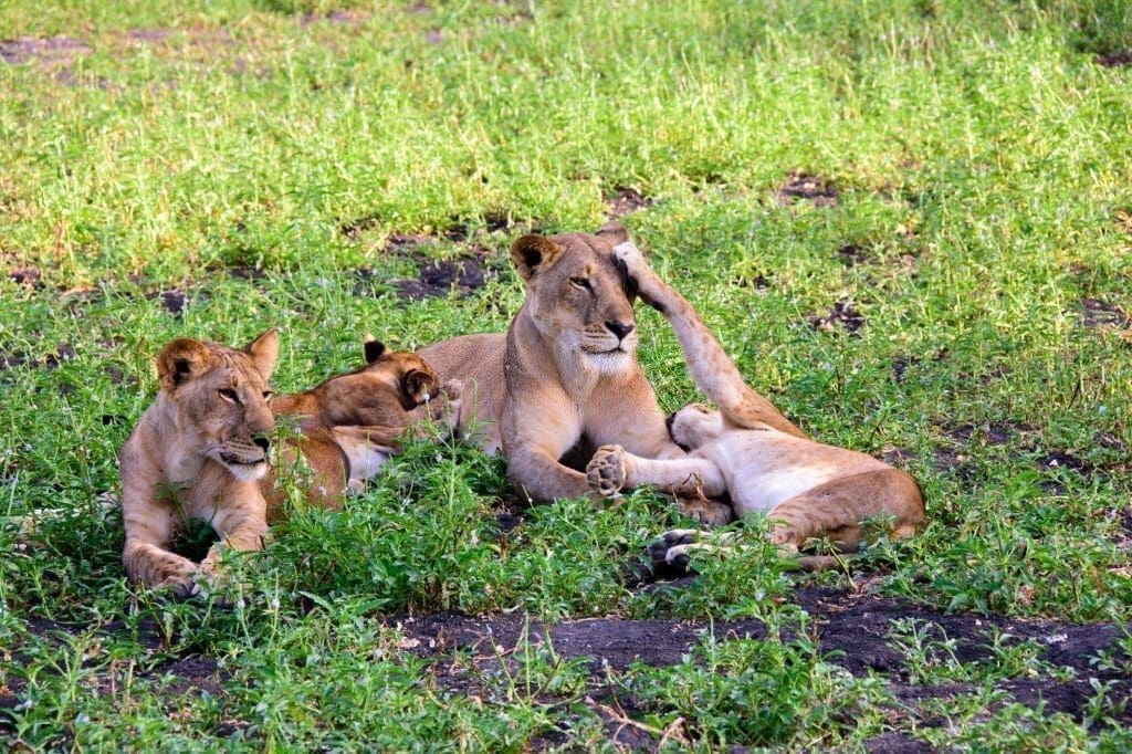Tanzania family safari