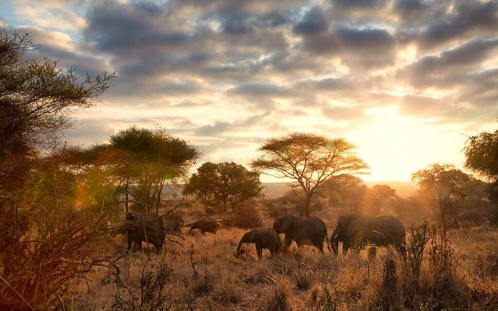 The Ultimate Tanzania Safari Itineraries: Unforgettable Adventures Await