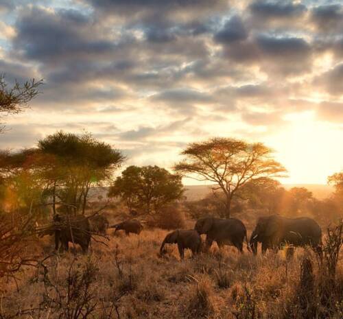 Tanzania safari itineraries