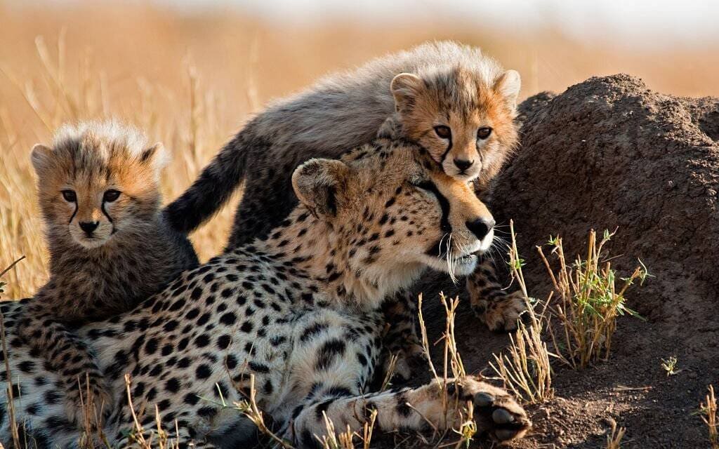 Kenya Wildlife Safari A Thrilling Adventure Through Africa Wild Heart