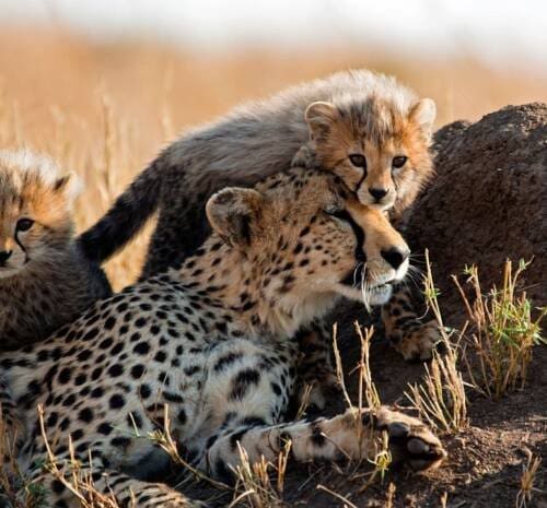 Mother cheetah with two playful young cubs – Masai Mara, Kenya [url=http://www.istockphoto.com/file_search.php?action=file&text=safari&oldtext=&textDisambiguation=&oldTextDisambiguation=&majorterms=%7B%22csv%22%3A%22%22%2C%22conjunction%22%3A%22AND%22%7D&fileTypeSizePrice=%5B%7B%22type%22%3A%22Image%22%2C%22size%22%3A%22All%22%2C%22priceOption%22%3A%221%22%7D%2C%7B%22type%22%3A%22Illustration+%5BVector%5D%22%2C%22size%22%3A%22Vector+Image%22%2C%22priceOption%22%3A%22All%22%7D%2C%7B%22type%22%3A%22Flash%22%2C%22size%22%3A%22Flash+Document%22%2C%22priceOption%22%3A%22All%22%7D%2C%7B%22type%22%3A%22Video%22%2C%22size%22%3A%22All%22%2C%22priceOption%22%3A%221%22%7D%2C%7B%22type%22%3A%22Standard+Audio%22%2C%22size%22%3A%22All%22%2C%22priceOption%22%3A%221%22%7D%2C%7B%22type%22%3A%22Pump+Audio%22%2C%22size%22%3A%22All%22%2C%22priceOption%22%3A%221%22%7D%5D&showPeople=&printAvailable=&exclusiveArtists=&extendedLicense=&collectionPayAsYouGo=1&collectionSubscription=1&taxonomy=&illustrationLimit=Exactly&flashLimit=Exactly&showDeactivatedFiles=0&membername=&userID=4526176&lightboxID=&downloaderID=&approverID=&clearanceBin=0&vettaCollection=0&color=©Space=%7B%22Tolerance%22%3A1%2C%22Matrix%22%3A%5B%5D%7D&orientation=7&minWidth=0&minHeight=0&showTitle=&showContributor=&showFileNumber=1&showDownload=1&enableLoupe=1&order=Downloads&perPage=&tempo=&audioKey=&timeSignature1=&timeSignature2=&bestmatchmix=60&within=1]Other Safari Images[/url]