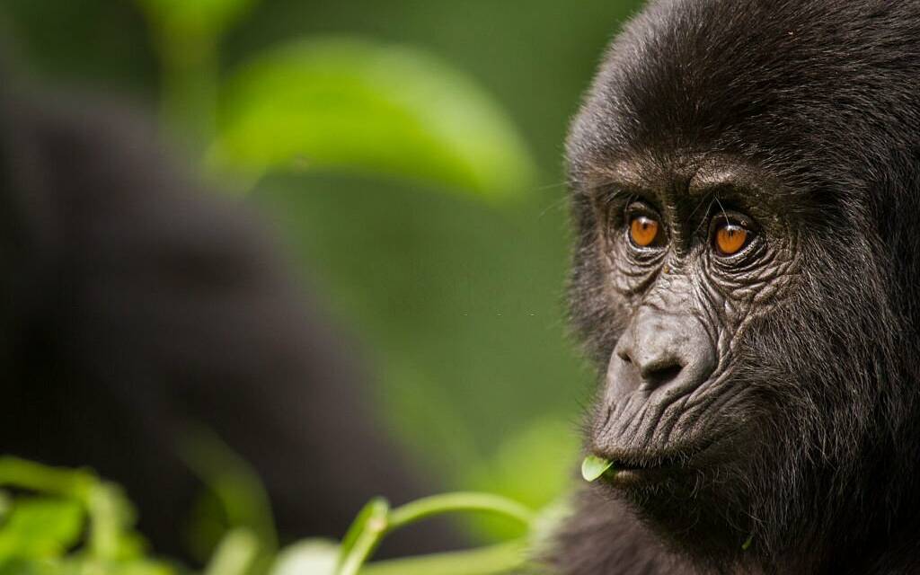 Ultimate Guide to Gorilla Trekking: Unforgettable Adventures in the Wild