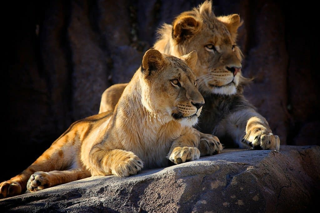 Serengeti safari cost