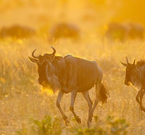Serengeti safari cost