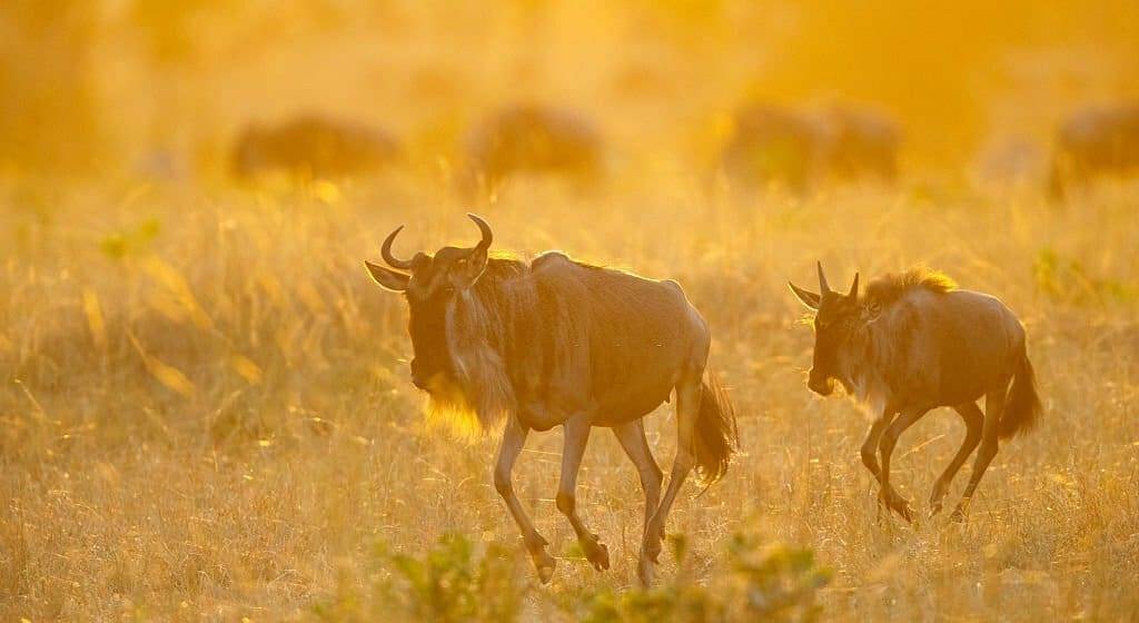 6-Day Mid-Range Safari