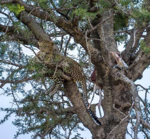 Kenya Luxury safari