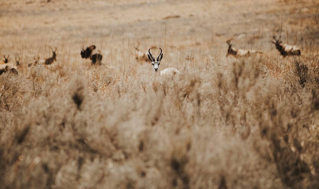 Kenya Luxury safari