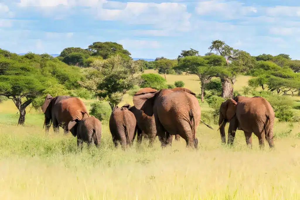 Family safari in kenya