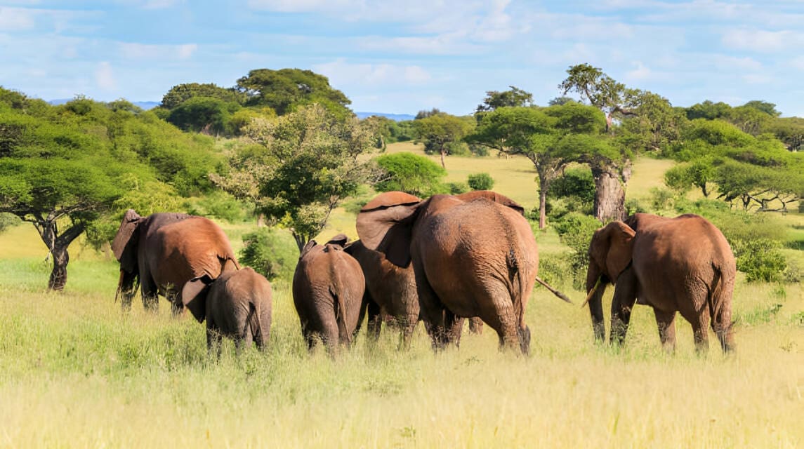 Planning the Perfect Family Safari in Kenya Create Lasting Memories