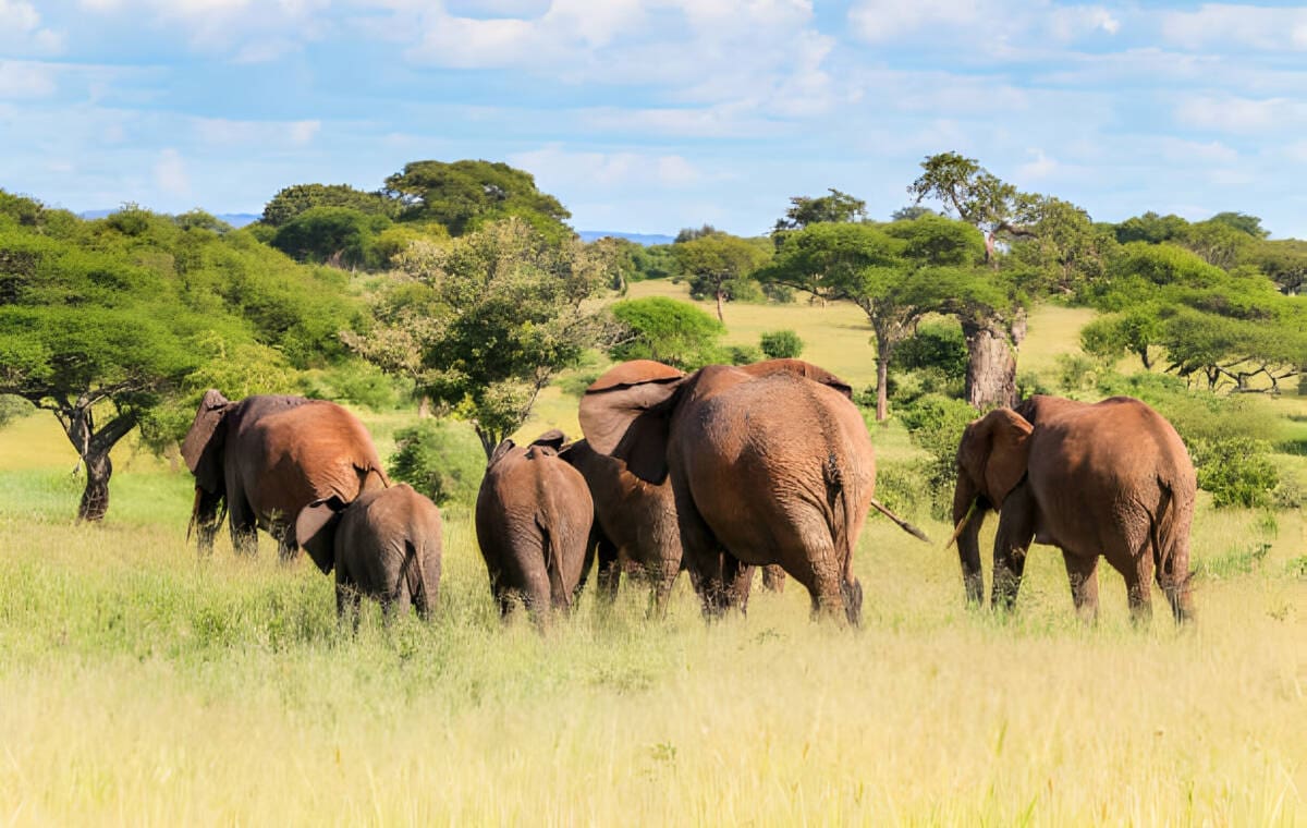Family safari in kenya