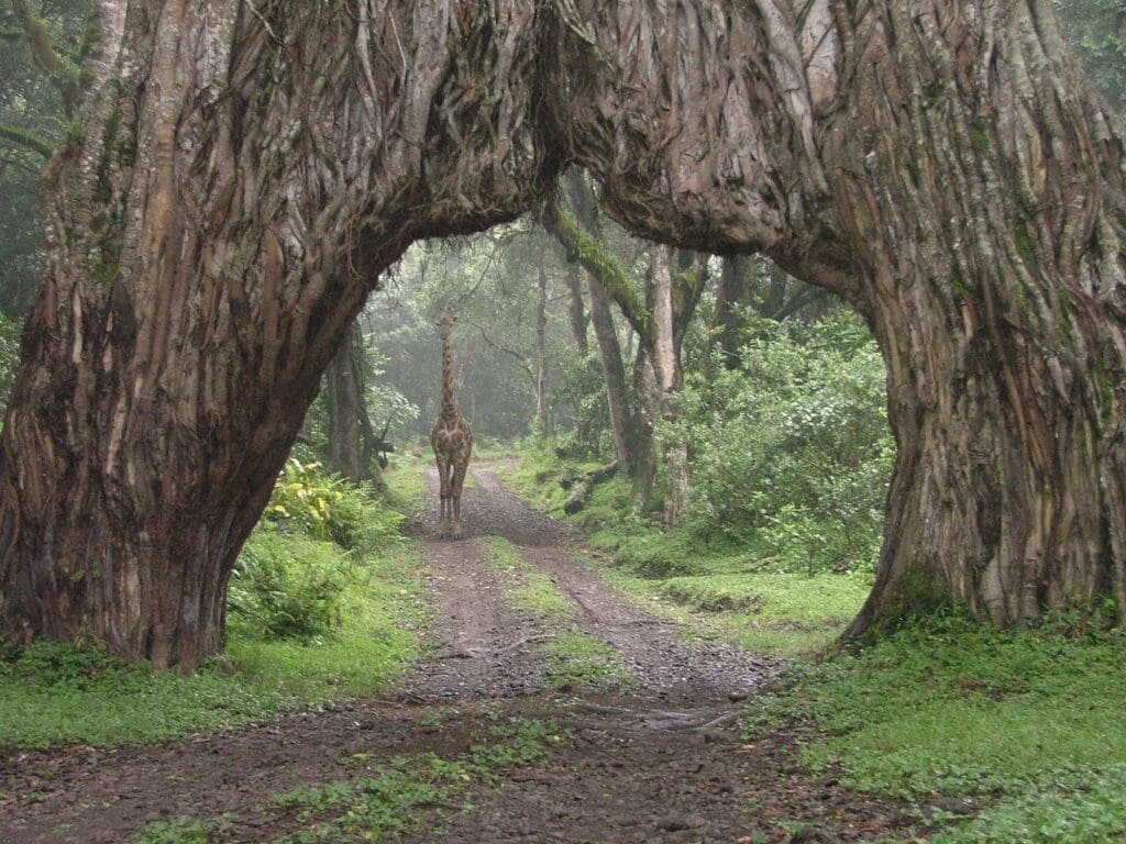 Arusha_National_Park