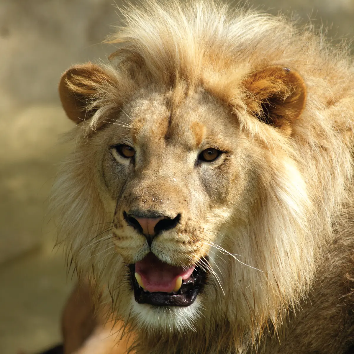 african-lion-01-01