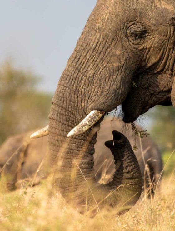 3 Days Taste of Tanzania Safari