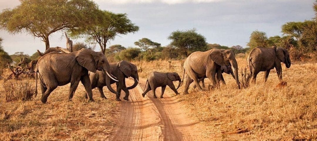 Tarangire Safari Day Trip